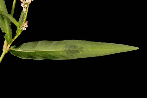 Κοκκινόψαρο Persicaria Maculosa Κλείσιμο Φύλλου — Φωτογραφία Αρχείου