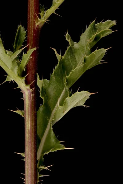 Ползучий Чертополох Cirsium Arvense Стерлядь Листья — стоковое фото