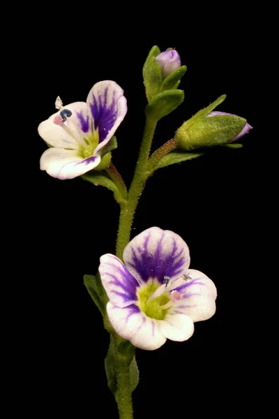 Timyleaved Speedwell Veronica Serpyllifolia Blomstã Llning Närbild — Stockfoto