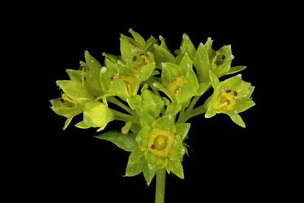 Common Lady Apos Mantle Alchemilla Vulgaris Inflorescence Closeup — Stock Photo, Image