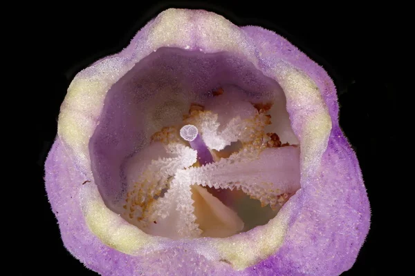 Common Comfrey Symphytum Officinale Flower Closeup — Stock Photo, Image