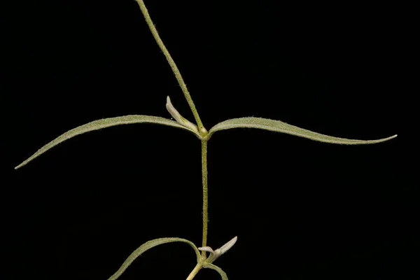 Crimean Snow Summer Cerastium Biebersteinii Στem Leaves Κλείσιμο — Φωτογραφία Αρχείου