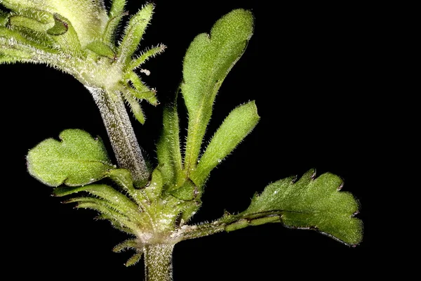 Field Pansy (Viola arvensis). Stem and Leaves Closeup