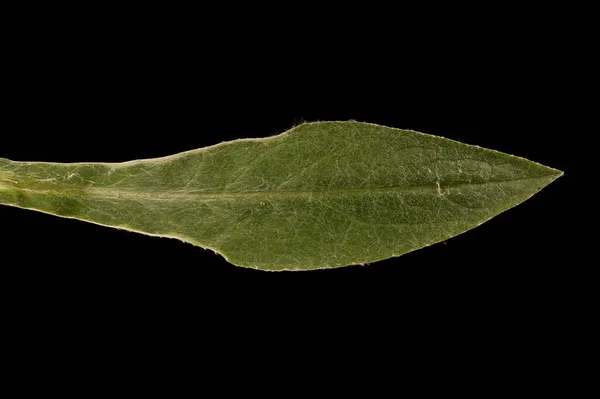 Cornflower Montaña Centaurea Montana Primeros Planos Hoja — Foto de Stock