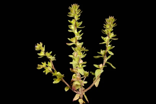 Wall Speedwell Veronica Arvensis Habitudes — Photo