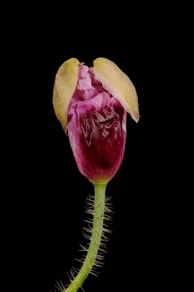 Опиумный Мак Papaver Somniferum Цветочный Бутон — стоковое фото
