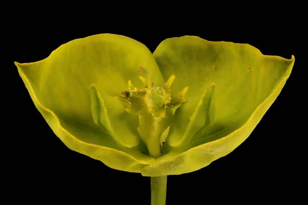 Spurge Foglia Euphorbia Virgata Cyathia Primo Piano — Foto Stock