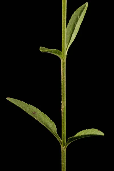 スピードウェル Veronica Spicata 幹と葉の閉鎖 — ストック写真