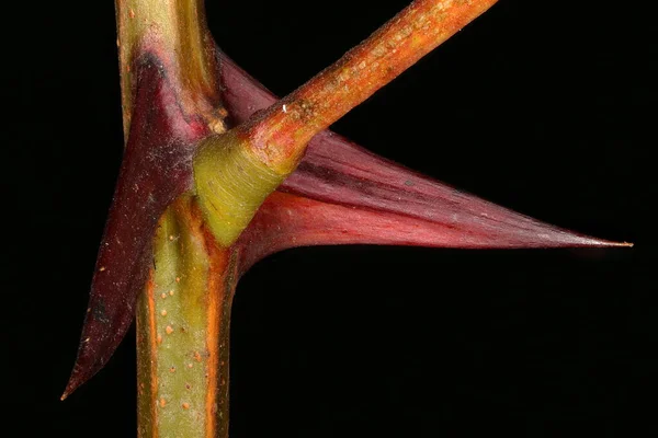 Falso Acacia Robinia Pseudoacacia Espinhos Closeup — Fotografia de Stock