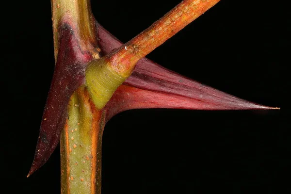 Falsa Acacia Robinia Pseudoacacia Primer Plano Espinas — Foto de Stock