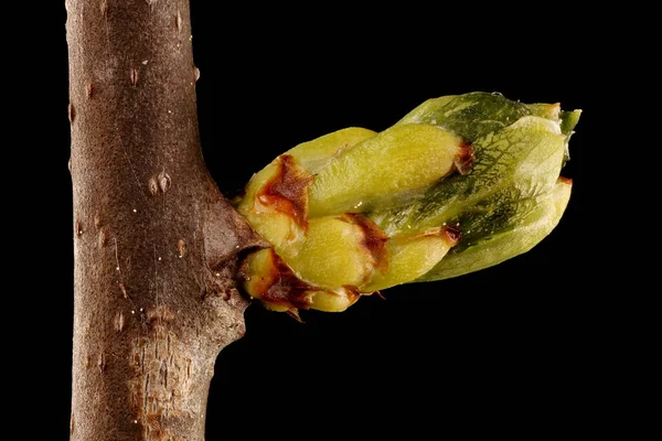 Vite Bastone Celastrus Orbiculatus Primo Piano Leaf Bud — Foto Stock