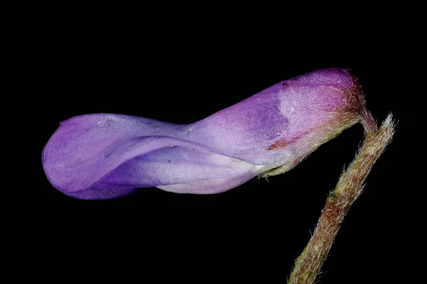 Tufted Vetch Vicia Cracca Flower Closeup — Stock Photo, Image