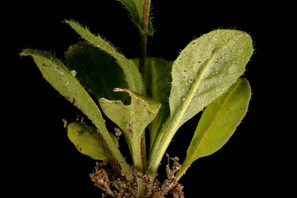 Shepherd Apos Purse Capsella Bursa Pastoris Basal Rosette Cupup — стоковое фото