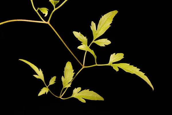 Casca Laranja Clematis Clematis Tangutica Closeup Folha — Fotografia de Stock