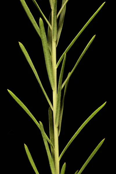 Perennial Flax Linum Perenne 줄기와 — 스톡 사진