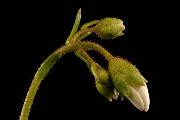 Saxifraga Kępkowa Saxifraga Cespitosa Pąki Kwiatowe Zbliżenie — Zdjęcie stockowe