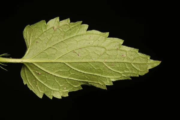 White Dead Nettle Lamium Albümü Yaprak Kapanışı — Stok fotoğraf