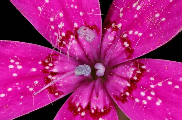 Rosa Donzela Dianthus Deltoides Detalhe Flor Closeup — Fotografia de Stock