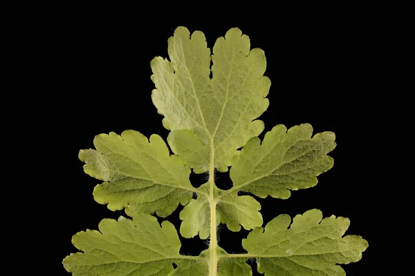 Schöllkraut Chelidonium Majus Detailaufnahme Blatt — Stockfoto