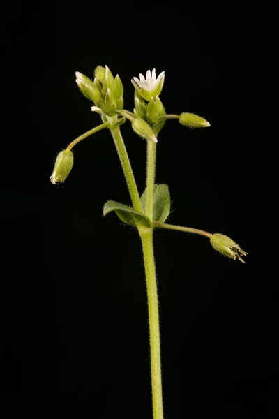 Orelha Rato Comum Cerastium Fontanum Inflorescência Closeup — Fotografia de Stock