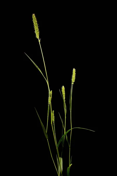 绿发草 Setaria Viridis — 图库照片