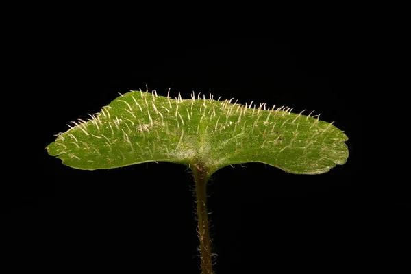 Alternate Leaved Golden Saxifrage Chrysosplenium Alternifolium Primeros Planos Hoja — Foto de Stock