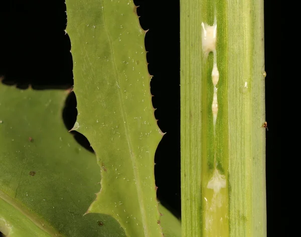 Perennial Sow-Thistle (Sonchus arvensis). Süt Özsuyu Kapalı Kök