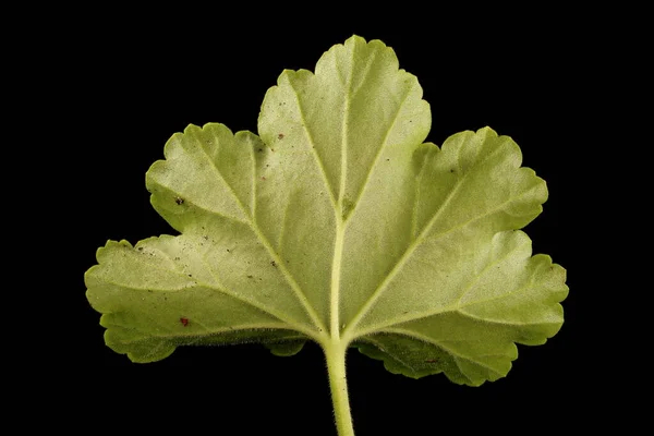 Koňská Bota Pelargonium Pelargonium Zonale Detailní Záběr Listu — Stock fotografie