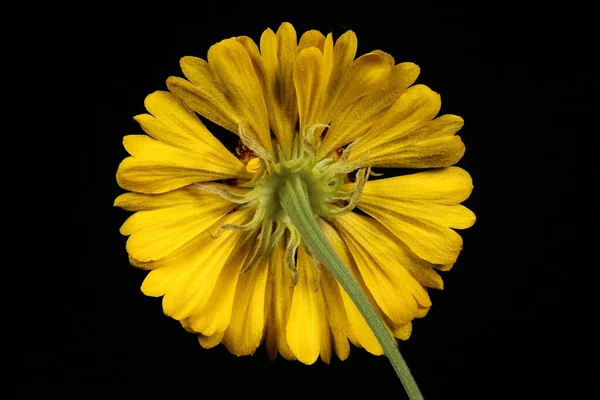 Φουντουκιά Helenium Autumnale Capitulum Κλείσιμο — Φωτογραφία Αρχείου