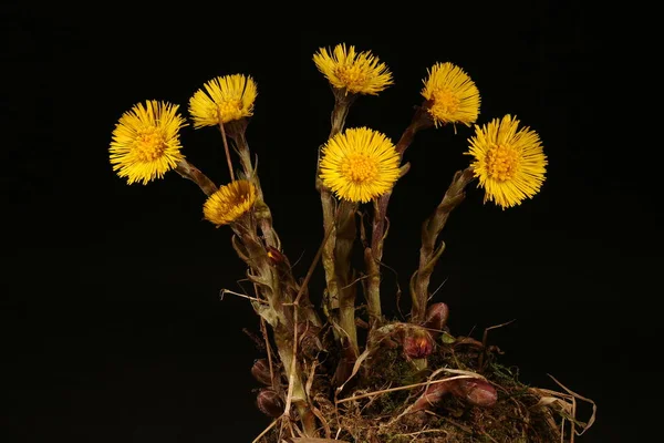 Colt Apos Foot Tussilago Farfara Alışkanlık — Stok fotoğraf