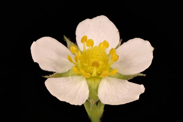 Vahşi Çilek Fragaria Vesca Çiçek Kapanışı — Stok fotoğraf