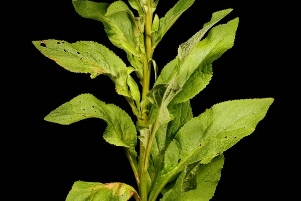 Foxglove Digitalis Purpurea Stem Leaves Closeup — Stock Photo, Image