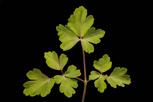 Columbine Aquilegia Hybrida Leaf Closeup — Stock Photo, Image