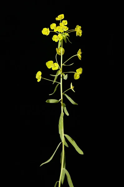 Spurge Foglia Euphorbia Virgata Abitudine Immagine Stock