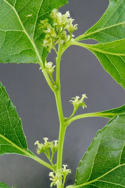 Asa Vine Celastrus Orbiculatus Kök Çiçek Kapanışı Stok Resim