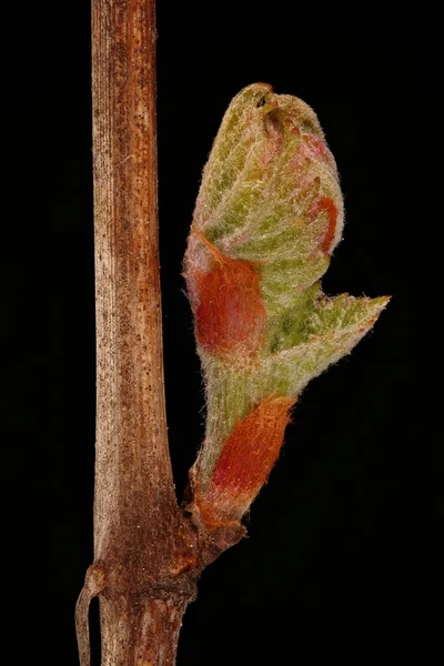 Grape Vine (Vitis vinifera). Opening Leaf Bud Closeup — Stock Image Grape Vine Vitis Vinifera Opening Leaf Bud Closeup Stock Picture