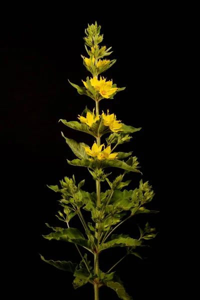 Dotted Loosestrife Lysimachia Punctata Abitudine Immagine Stock