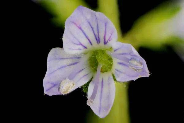 Heath Speedwell Veronica Officinalis Çiçek Kapanışı Stok Fotoğraf