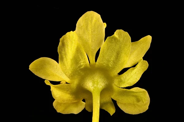Norway Maple (Acer platanoides). Male Flower Closeup — Stock Image Norway Maple Acer Platanoides Male Flower Closeup Stock Picture