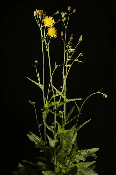 Perennial Sow Thistle Sonchus Arvensis Alışkanlık Stok Resim