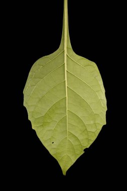 Siyah İtüzümü (Solanum nigrum). Yaprak Kapanışı