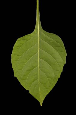 Siyah İtüzümü (Solanum nigrum). Yaprak Kapanışı