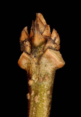 Forsythia Bahçesi (Forsythia x intermedia). Terminal Yaprak Tomurcukları Kapanışı