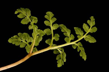 Deri Greyfurt (Botrychium multifidum). Trophophore Kapanış