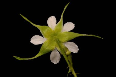 Ahududu (Rubus idaeus). Çiçek Kapanışı