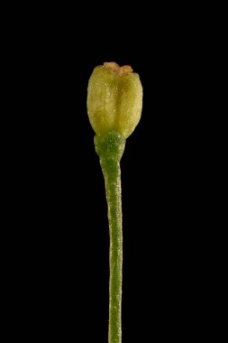 Orta boy Bedstraw (Galium intermedium). Meyve Kapanışı