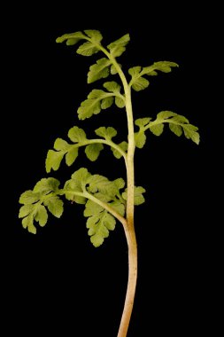 Deri Greyfurt (Botrychium multifidum). Trophophore Kapanış