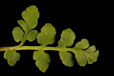 Deri Greyfurt (Botrychium multifidum). Trophophore Pinnule Kapanış