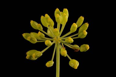 Dill (Anethum Graveolens). Olgunlaşmamış Meyveli Şemsiye Kapanışı