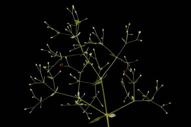 Orta boy Bedstraw (Galium intermedium). İnfructescence Yakın çekim